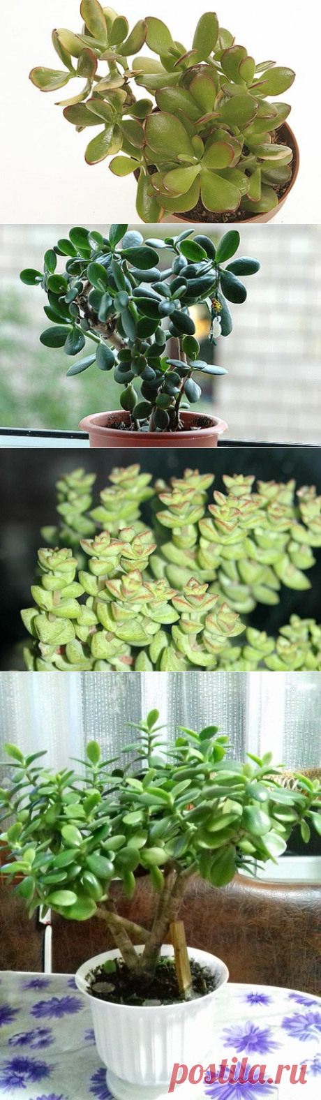 Толстянка, крассула, денежное дерево (Crassula)