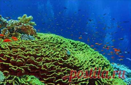 korally_Red_Sea_кораллы_Красного_моря_korallovij_rif_коралловый_риф_Krasnogo_morya_Египет_Egipet_Egypt.jpg (960×625)