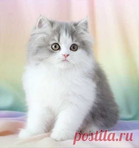 Blue Chinchilla Golden Teacup Persian Kitten