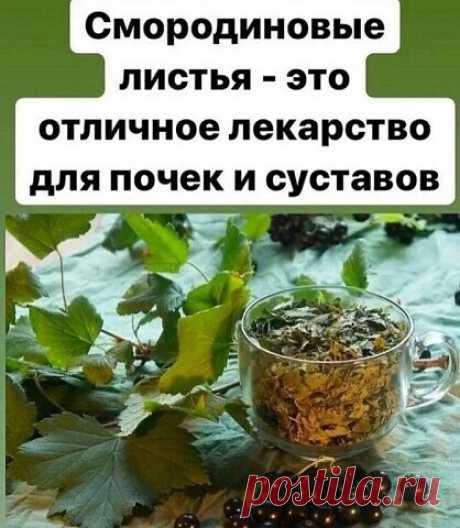 Я всегда заготавливаю смородиновые листья — это отличное лекарство для почек и суставов.