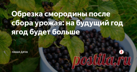 Обрезка смородины после сбора урожая: на будущий год ягод будет больше Будучи студенткой филологического факультета, изучала я  старославянский язык. Я мало что помню из того курса, разве что законы трансформации гласных-согласных в корнях слов из старославянского в русский. Так вот, слово «смородина» пришло к нам как раз из старославянского и изначально корень слова звучал, как «смрад».  Это сейчас «смрад» означает, то, что означает, а тогда это слово трактовалось