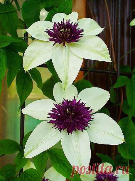 Clematis