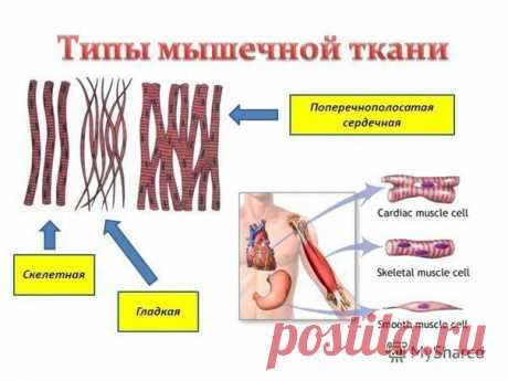 Общая характеристика мышц / Спорт Сильных!