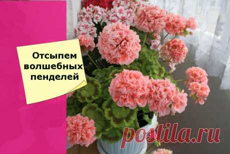 Если герань не зацвела в мае, то пора уже бить в колокола | Секреты сада и дачи | Яндекс Дзен