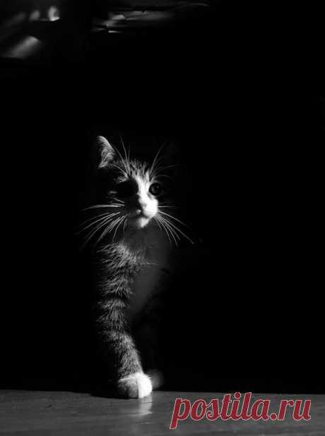 black-white-cats