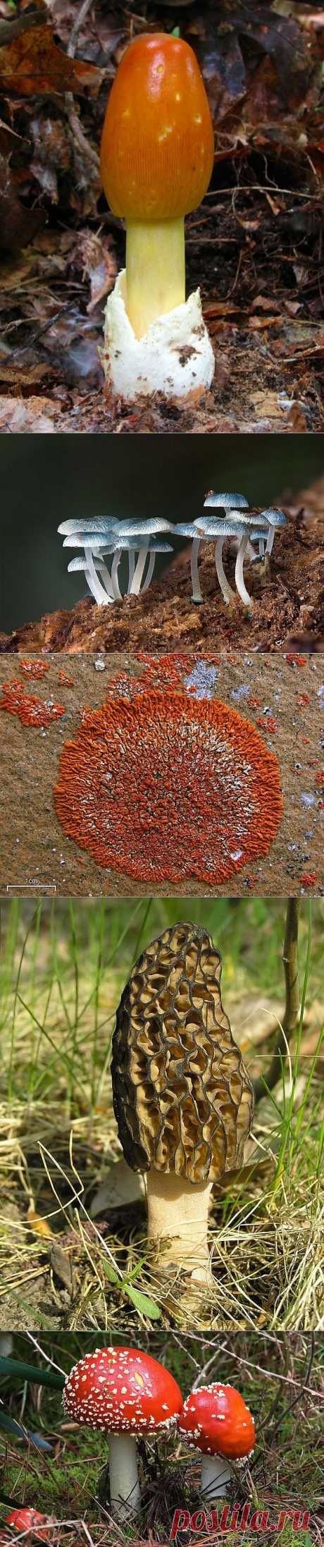 » Самые красивые грибы в мире Это интересно!