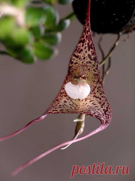 Орхидея дракула — особенная во всём. Уход в домашних условиях. Фото — Ботаничка.ru