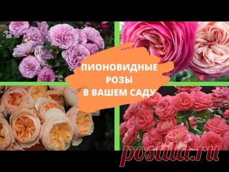 Посадите в своем саду ПИОНОВИДНЫЕ РОЗЫ – и вы ни разу не пожалеете