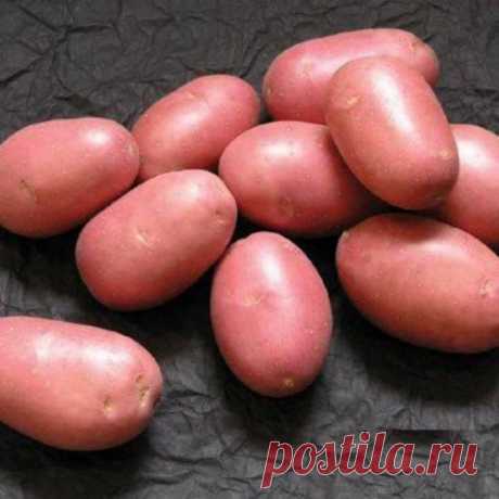 Картофельная нематода — живуча и чрезвычайно опасна