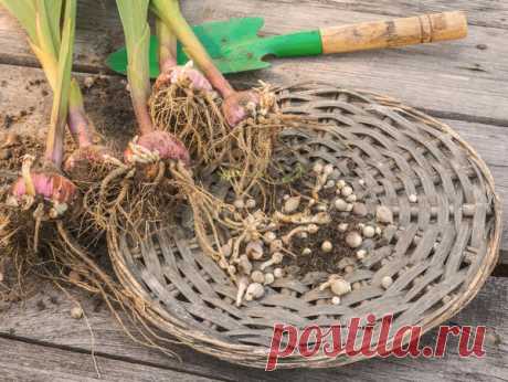 Как подготовить луковицы гладиолусов к хранению (видео) - МирТесен