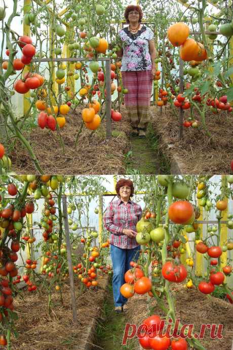 Чего нельзя делать при выращивании помидоров