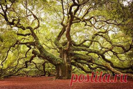 This is the &quot;Angel Oak&quot; tree which can be found in South Carolina – It's estimated to be up to 1400 years old.