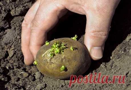 Способы высаживания картофеля в пирамиды — 6 соток