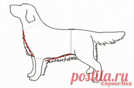 Построение индивидуальной выкройки для собаки (вариант № 1) - Гардероб для наших любимых питомцев (собак, кошек) - Страна Мам