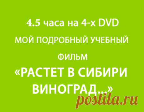 Укоренение одревесневших черенков в открытом грунте - Урок 3 - Школа сибирского виноградарства - Виноград - Полезная информация - Виноград Сибири и Урала. Черенки винограда на продажу