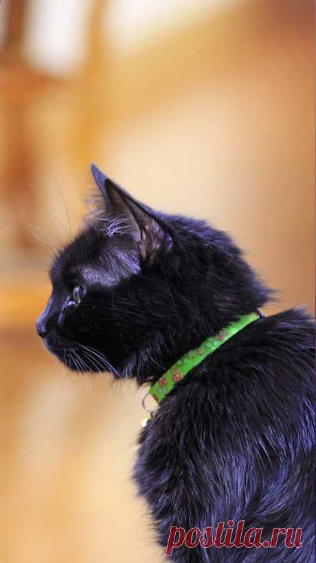 Черная кошка обои для iPhone - Я фотографирую черных кошек из приюта