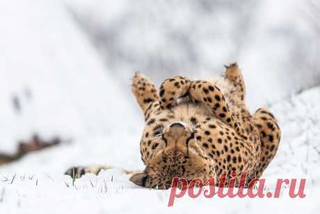 Snow-Cheetah? by Johannes Wapelhorst / 500px