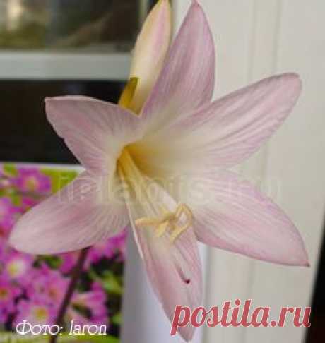 Амариллис Amaryllis - Комнатные растения и цветы