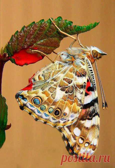 Мир бабочек настолько разнообразен, что нам, людям приходится лишь удивляться необычайной красоте этих творений