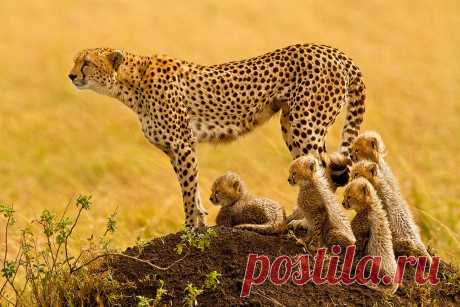 "The Matriarch" - Cheetah with 5 cubs in the Masai Mara A rare photo opporunity in many ways...mama Cheetah on the look out for nearby lions...5 surviving cubs at about 4 weeks of age...wonderful light due to high clouds...smooth background...likly a once in a lifetime photo for me...the odds of seeing this again are 1 in a million. Photo taken in thee Masai Mara, Kenya Africa.  This photo captured with:  - Canon 1DX - Canon 800mm lens - f/11 800s ISO 1250 - A hell of a lo...