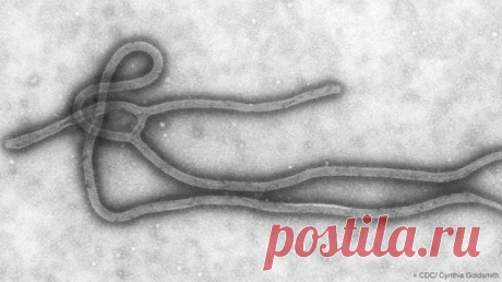 Что важно знать про вирус Эбола | Повидло
