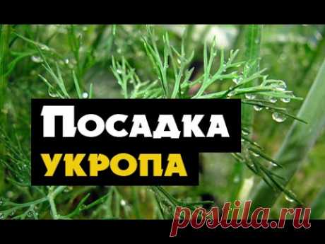 Как вырастить укроп дома - простой способ посадки укропа на подоконнике