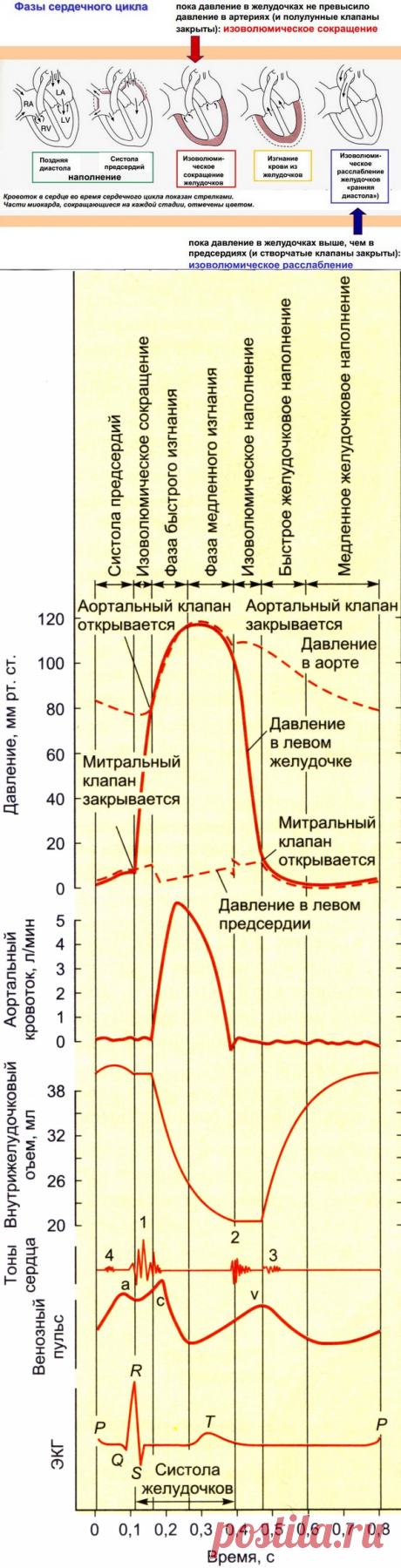 Сердечный цикл. Фазы сердечного цикла.