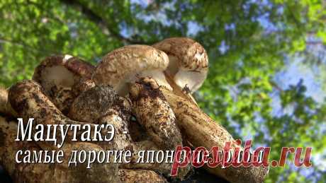 Мацутакэ - самые дорогие японские грибы / Matsutake - the most expensive Japanese mushrooms Подписывайтесь на HD канал RTR Japan: https://www.youtube.com/c/RTRJapan На недавнем межкорейском саммите лидер Севера Ким Через Ын подарил президенту Юга Му...