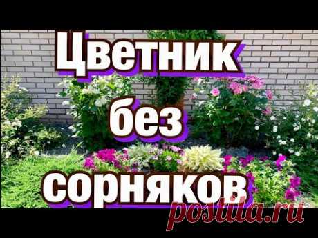 Цветник (клумба) без сорняков- реально? Проблемы и решения на клумбе. - YouTube