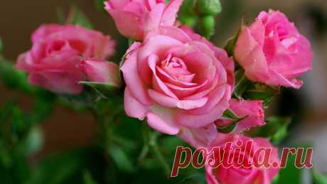 Download Wallpaper 1920x1080 rose, pink, flowers, bouquet HD background