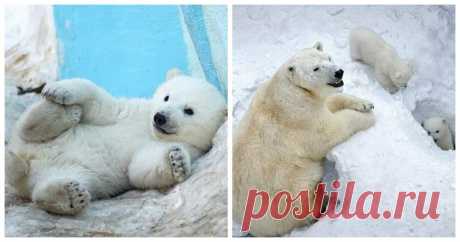 Новосибирский зоопарк похвастался парочкой белых медвежат . Тут забавно !!!
