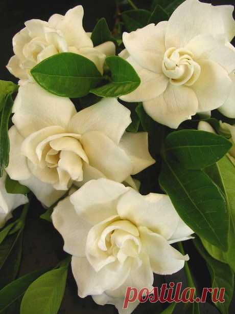 Gardenias~ | Flowers