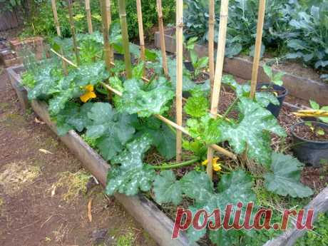 Как выращивать кабачки вертикально, чтобы сэкономить место и получить неограниченный урожай