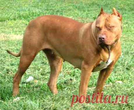 pitbull terrier for sale - Поиск в Google