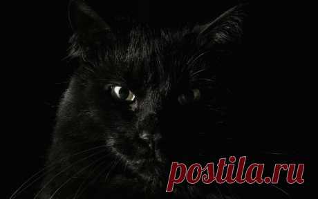 Обои Черная кошка на черном фоне на рабочий стол, страница