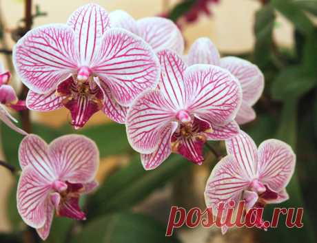 Орхидея: все о выращивании и размножении капризного цветка