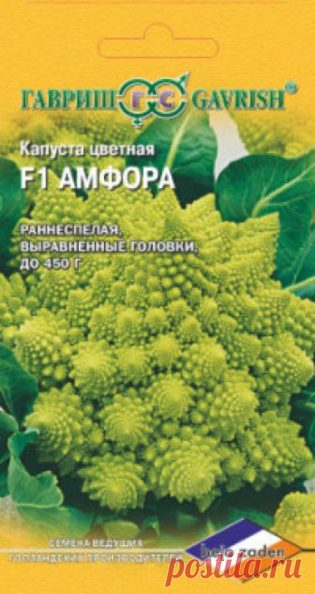 Семена. Капуста цветная "Амфора" (вес: 0,2 г) Всхожесть: 98%.
Раннеспелый гибрид сортотипа Романеско. Посев на рассаду в середине апреля. Пикировка проводится в фазе семядолей. Высадка рассады в грунт в середине мая по схеме 30х50 см. Розетка листьев направлена вверх. Лист среднего размера, плоский, серо-зеленый, слабопузырчатый...