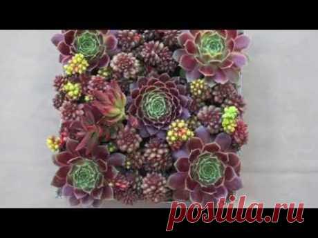 Create a Square Container Garden of Succulents