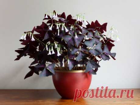 Кислица треугольная, или Мадам Баттерфляй (Oxalis triangularis)