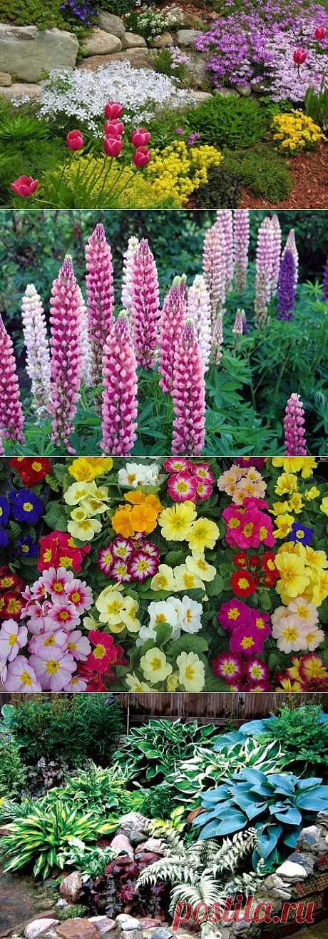 Многолетние цветы для оформления клумбы: выбираем неприхотливые многолетники для цветника