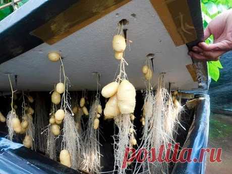 Can Potatoes Be Grown Without Soil?