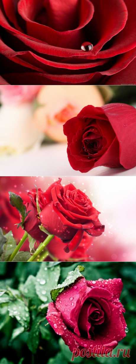О, роза красная! Ты – символ страсти...