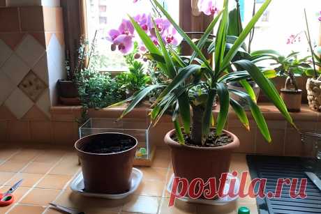 Растения очищающие воздух: 10 растений для дома и офиса &amp;#8211; Agro-Info