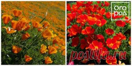 30 ярких цветов, которые можно сеять в открытый грунт в мае | Летники (Огород.ru)