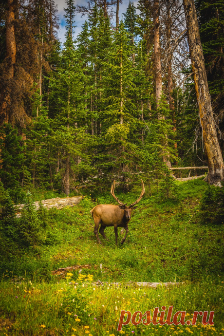 scottsmithphotography:
“ Elk in the Wild No 2 | Rocky Mountain National Park | ©Scott Smith Photography
Via ShutterForge
A large buck enjoying a summer day in the Rocky Mountain National Park.
”