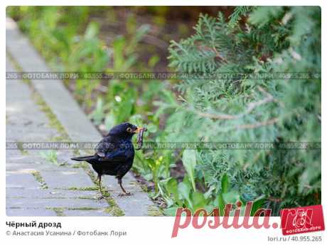 Чёрный дрозд Стоковое фото, фотограф Анастасия Усанина / Фотобанк Лори