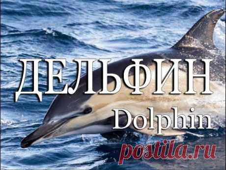 Дельфин — Dolphin