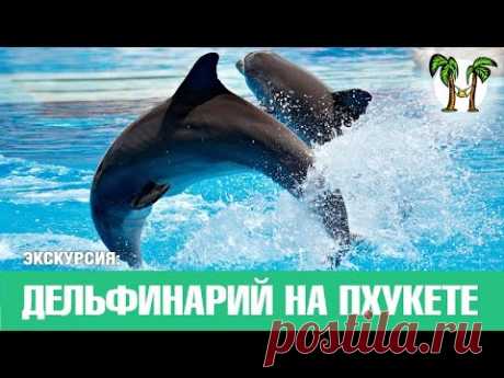Дельфинарий на Пхукете Phuket Dolphin show | цены | отзывы | фото | видео