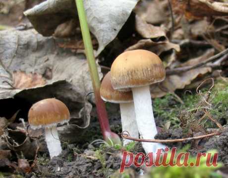 Псатирелла, наша хрупкая радость. Самый вкусный гриб из тех, что никто не берёт | Это грибы! | Яндекс Дзен