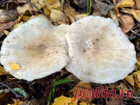 Говорушка дымчатая или рядовка дымчатая (Clitocybe nebularis). | Грибы и их виды (Поющий грибник) | Дзен